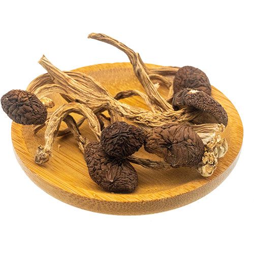 河南茶树菇